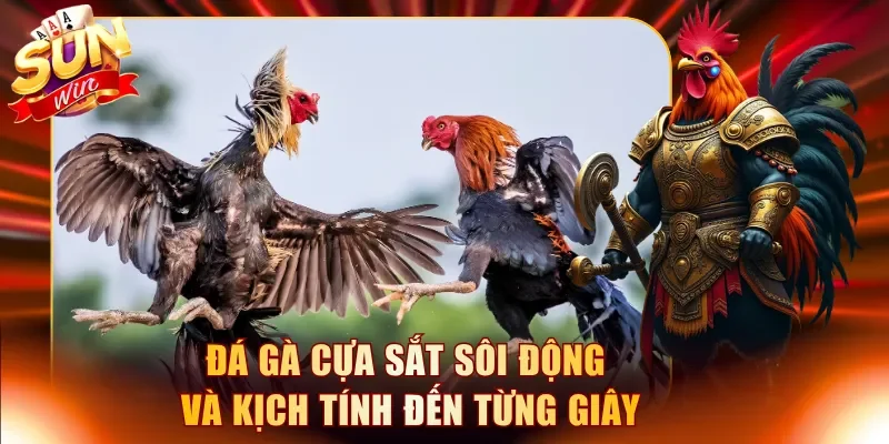 Đá gà cựa sắt sôi động và kịch tính đến từng giây