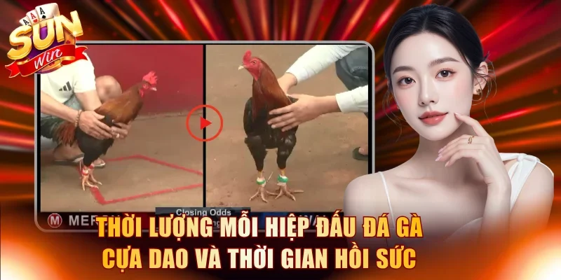 Thời lượng mỗi hiệp đấu đá gà cựa dao và thời gian hồi sức